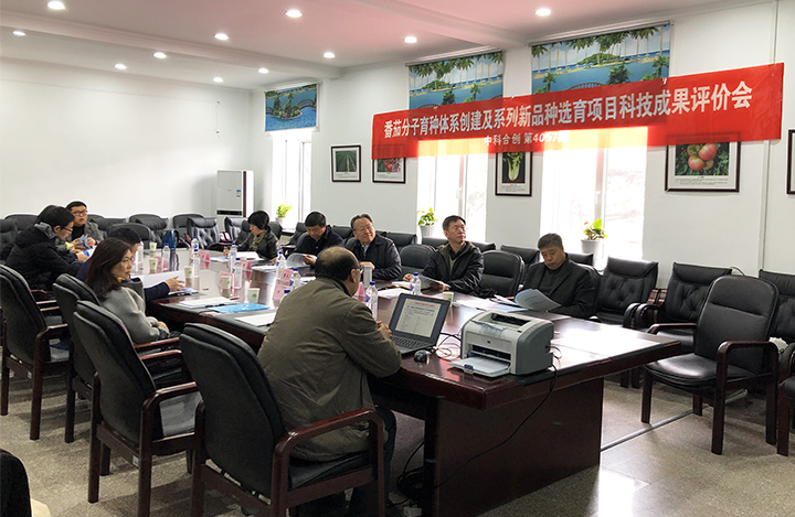 番茄优质多抗系列新品种选育 anli.jpg